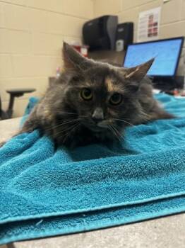 Trinity -  Domestic Long Hair and Domestic Short Hair Cat for Adoption in Westland, Michigan - Trinity | PetCurious