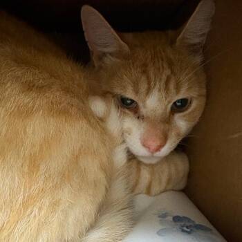 Romo -  Domestic Short Hair Cat for Adoption in Fairport, New York - Romo | PetCurious
