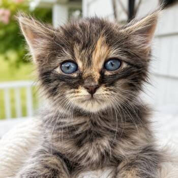 Domestic Medium Hair Cats Available for Adoption - Focaccia In Stevensville, MD | PetCurious