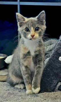 Calliope -  Domestic Short Hair Cat for Adoption in Chesapeake Beach, Maryland - Calliope | PetCurious