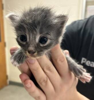 Smoky -  Domestic Short Hair Cat for Adoption in Gainesville, Florida - Smoky | PetCurious