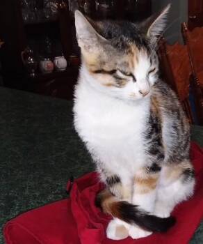 Spring (bonded with Summer) -  Domestic Short Hair Cat for Adoption in Pickering, Ontario - Spring (bonded With Summer) | PetCurious