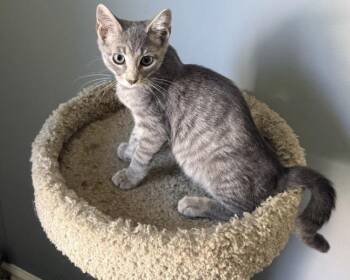 Astro Destroyer -  Domestic Short Hair Cat for Adoption in Clarksville, Tennessee - Astro Destroyer | PetCurious