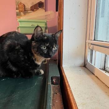 Rescue Tortoiseshell Cats for Adoption in Berkeley Springs, West Virginia - Dorothy | PetCurious