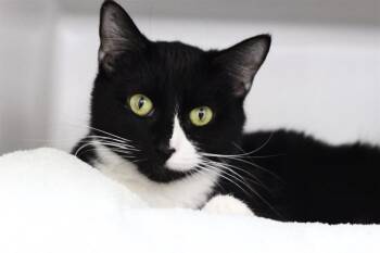 SANSA -  Domestic Short Hair Cat for Adoption in Boston, Massachusetts - SANSA | PetCurious
