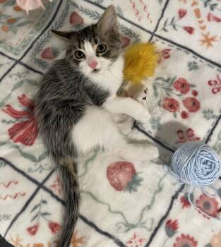 Dos -  Domestic Short Hair Cat for Adoption in Bethel, Ohio - Dos | PetCurious