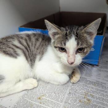 Nimbus -  Domestic Short Hair Cat for Adoption in Jeffersonville, Indiana - Nimbus | PetCurious