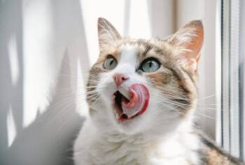 Purr - PROD TEST NOT ADOPTABLE -  American Curl Cat for Adoption in Bettles, Alaska - Purr - PROD TEST NOT ADOPTABLE | PetCurious