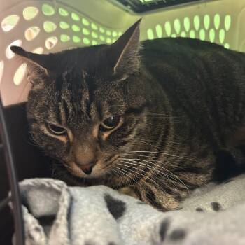 Kingston -  Domestic Short Hair Cat for Adoption in Flagstaff, Arizona - Kingston | PetCurious