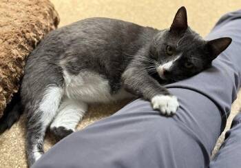 Rescue Domestic Short Hair Cats for Adoption in Laguna Beach, California - Puffy | PetCurious