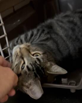 Rescue American Shorthair Cats for Adoption - CJ & Oreo | PetCurious