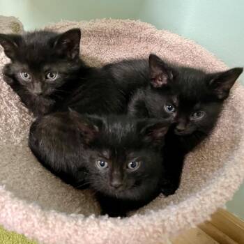 Jojo -  Domestic Short Hair Cat for Adoption in Chicago, Illinois - Jojo | PetCurious