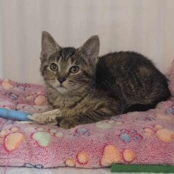 Rescue Torbie Cats for Adoption in Reeseville, Wisconsin - Mojo | PetCurious