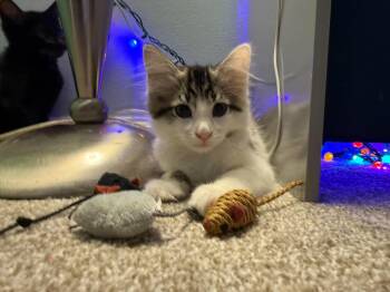 Smudge (5 July kittens 2) -  Domestic Short Hair Cat for Adoption in Lewis Center, Ohio - Smudge (5 July Kittens 2) | PetCurious