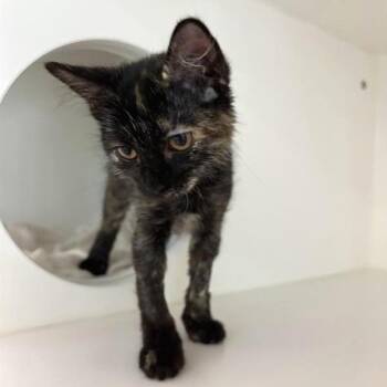 Sketchers -  Domestic Short Hair Cat for Adoption in Phoenix, Arizona - Sketchers | PetCurious
