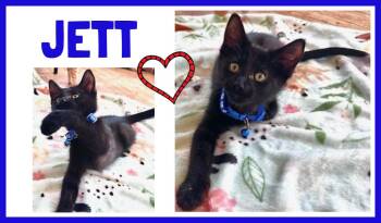 Jett -  Domestic Short Hair Cat for Adoption in Valley City, North Dakota - Jett | PetCurious