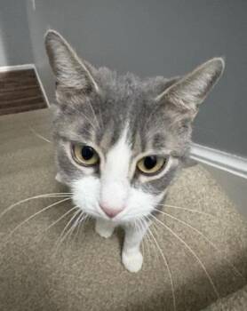 Domestic Short Hair Cats Available for Adoption - Losi | PetCurious