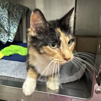 Snickers -  Domestic Short Hair Cat for Adoption in Milan, Illinois - Snickers | PetCurious
