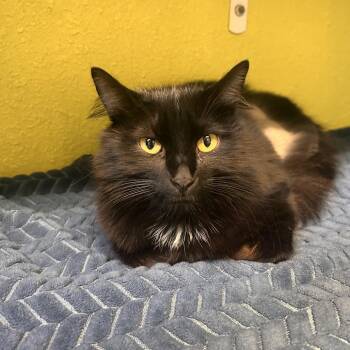 Domestic Long Hair Cats Available for Adoption in Fresno, California - Cassini S. | PetCurious