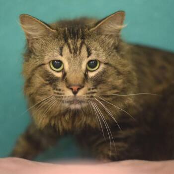 Double Stuft Oreo -  Domestic Long Hair Cat for Adoption in Belleville, Illinois - Double Stuft Oreo | PetCurious