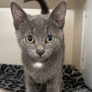 Myrtle -  Domestic Short Hair Cat for Adoption in Gloucester, Virginia - Myrtle | PetCurious