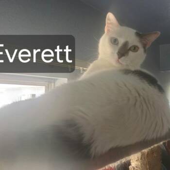 Everett -  American Shorthair Cat for Adoption in Hemet, California - Everett | PetCurious