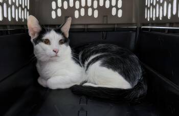 Ranger -  Domestic Short Hair Cat for Adoption in Nashville, Tennessee - Ranger | PetCurious