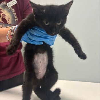 Kris -  Domestic Short Hair Cat for Adoption in Mooresville, North Carolina - Kris | PetCurious