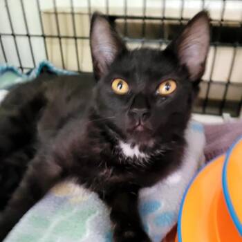 Mo -  Domestic Short Hair Cat for Adoption in Belfair, Washington - Mo | PetCurious