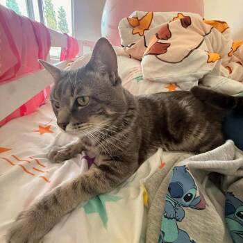 Moose -  Domestic Short Hair Cat for Adoption in Hemet, California - Moose | PetCurious