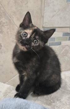 Nala -  Domestic Short Hair Cat for Adoption in West Palm Beach, Florida - Nala | PetCurious