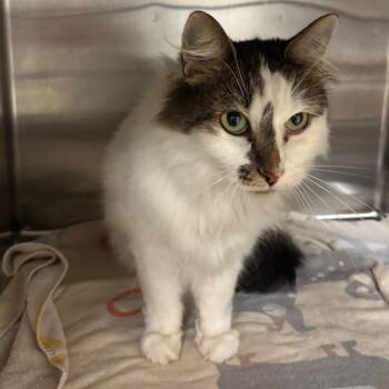 Hunni -  Domestic Long Hair Cat for Adoption in Ottawa, Kansas - Hunni | PetCurious