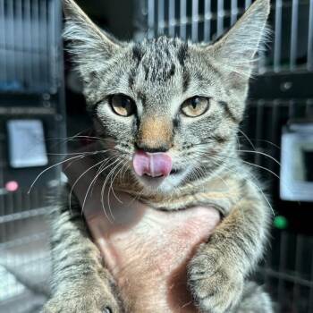Domestic Short Hair Cats Available for Adoption in Matteson, Illinois - Kisses | PetCurious
