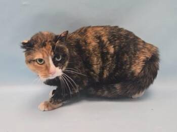 Pretzel -  Domestic Long Hair and Domestic Short Hair Cat for Adoption in Minneapolis, Minnesota - Pretzel | PetCurious