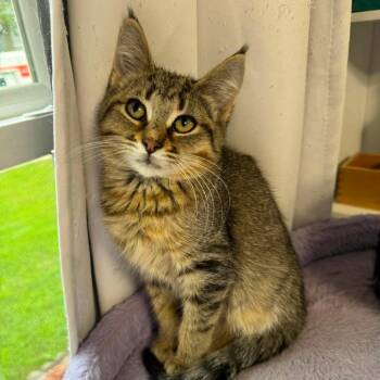 Oleander -  Domestic Short Hair Cat for Adoption in Plainfield, Illinois - Oleander | PetCurious
