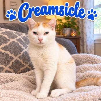 Creamsicle -  Domestic Medium Hair Cat for Adoption in Truth Or Consequences, New Mexico - Creamsicle | PetCurious