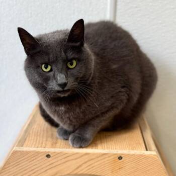 Domestic Short Hair Cats Available for Adoption - Rezimoda | PetCurious