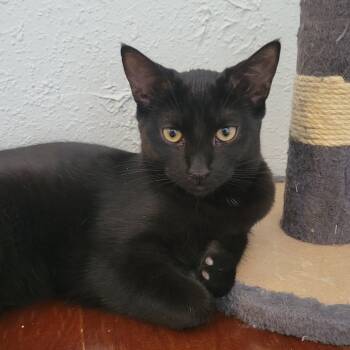 Rescue Domestic Short Hair Cats for Adoption in Portage, Michigan - Dolly | PetCurious