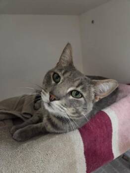 Furbee -  Domestic Short Hair Cat for Adoption in Fruit Heights, Utah - Furbee | PetCurious