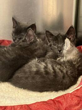 Laena -  Domestic Short Hair Cat for Adoption in Lunenburg, Massachusetts - Laena | PetCurious