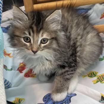 Cashmere -  Domestic Long Hair Cat for Adoption in Hawthorne, California - Cashmere | PetCurious