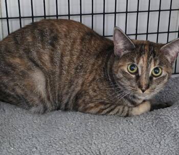 Layla -  Domestic Short Hair Cat for Adoption in Trenton, New Jersey - Layla | PetCurious