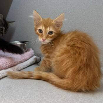 Frank -  Domestic Long Hair Cat for Adoption in Pittsburgh, Pennsylvania - Frank | PetCurious
