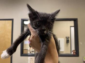 Domestic Short Hair Cats Available for Adoption in Modesto, California - STAR FIRE | PetCurious