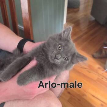 Arlo -  Russian Blue and Domestic Medium Hair Cat for Adoption in Wyandotte, Michigan - Arlo | PetCurious