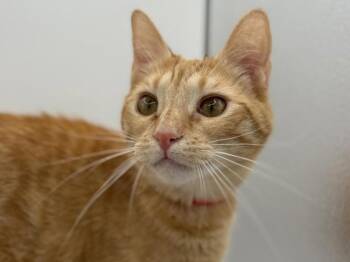 Blossom -  Domestic Short Hair Cat for Adoption in Portland, Oregon - Blossom | PetCurious