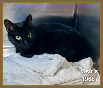 OSIRIS (see also CHEDDAR) -  Domestic Short Hair Cat for Adoption in Marietta, Georgia - OSIRIS (see Also CHEDDAR) | PetCurious