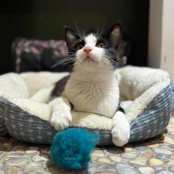 Fred -  Domestic Short Hair Cat for Adoption in Stoughton, Wisconsin - Fred | PetCurious