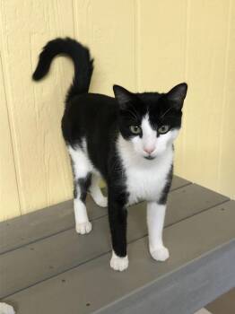 Rescue Domestic Short Hair Cats for Adoption in North East, Maryland - Pepperjack | PetCurious