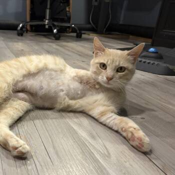 Winter Moon FC -  Domestic Short Hair Cat for Adoption in Union, Missouri - Winter Moon FC | PetCurious